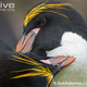 Illustration for article titled Flightless Friday - Eudyptes chrysolophus Edition